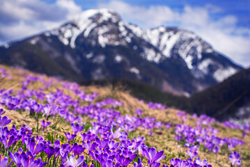 Dolina Chocholowska with blossoming purple crocuses or saffron flowers,Tatra mountains, Poland.