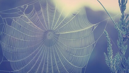 spider web - photo in nature