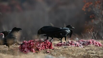 Wall Mural - The common raven Corvus corax, also known as the northern raven. Slow motion. Birds on the bird feeding area.