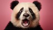 © Aqib - Shocked panda with big eyes isolated on pink background, funny animal expression, cute and surprised face