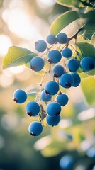 Poster - Blueberries on a branch with green leaves