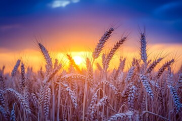 golden wheat field in summer