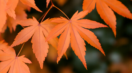 Canvas Print - Vibrant Autumn Maple Leaves - Nature Photography