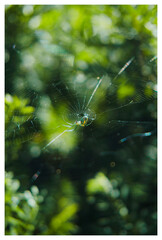 spider web with dew drops