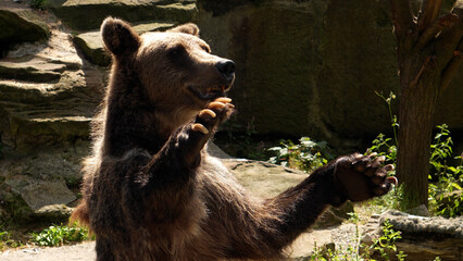 Bear in the zoo begs for food, bear begs for food from visitors to the zoo