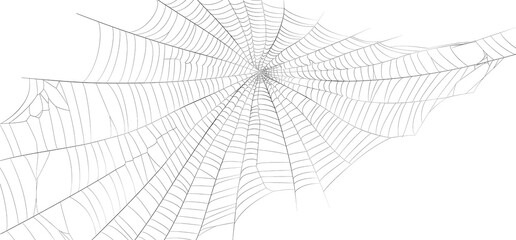 Spider silk