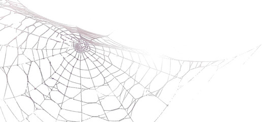 Spider silk