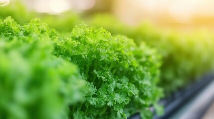 Sticker - Lush green plants grow in organized rows within a vertical farm, showcasing sustainable agriculture practices under natural light