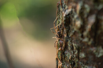 Wild plants, insects, and spiders captured by macro lenses