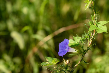 Wall Mural - Autumn in North China, close-up of morning glory flowers, blurred background