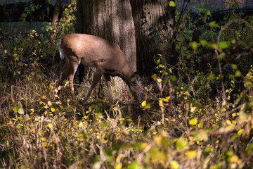 Deer in Forest