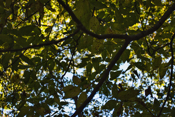 leaves against sky