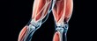 © ธนากร บัวพรหม - Detailed anatomical illustration of human legs showcasing muscles and joints, perfect for educational and health-related uses.