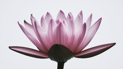 Beautiful pink water lily, fully bloomed and isolated on a clean white backdrop