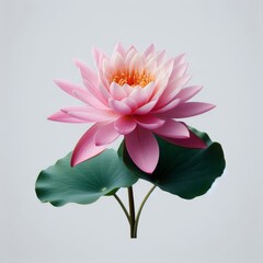 Beautiful pink water lily, fully bloomed and isolated on a clean white backdrop