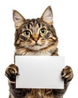 © BraveSpirit - Cat with a blank sign on white背景, cut out - stock png.