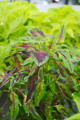 Wall Mural - coleus plant. a mixture of colors. different varieties of coleus. assortment of potted house plants.