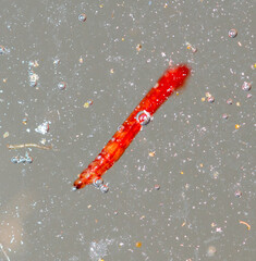 Sticker - A red mosquito bloodworm floats on the surface of the water. Macro