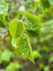 Wall Mural - Raindrops on green leaves of tree. Close-up