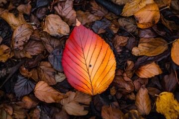 Poster - Close-up of a single leaf displaying vibrant autumn colors, resting on the forest floor amidst a carpet of fallen leaves