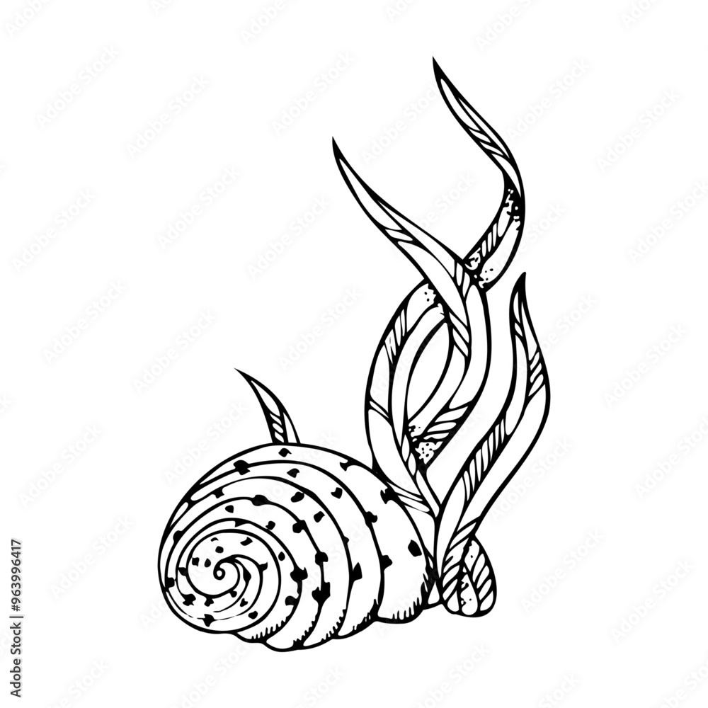 Black and white seaweed laminaria algae with spiral seashell vector ...