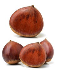 Poster - chestnut on a white background