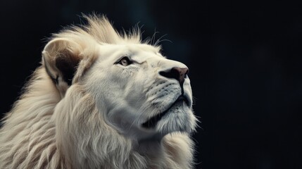 A lion with a white mane and a black nose. The lion is looking up at the camera