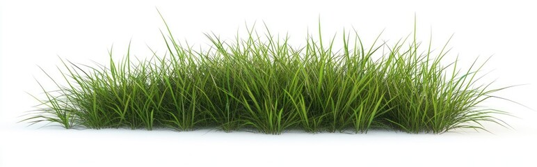 Isolated grass on a white background rendered in 3D illustration