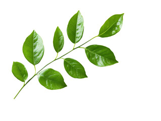 Green leaves on branch, white background, cut out transparent