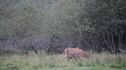 Wall Mural - At the edge of the woodland, red deer females at dusk (Cervus elaphus)