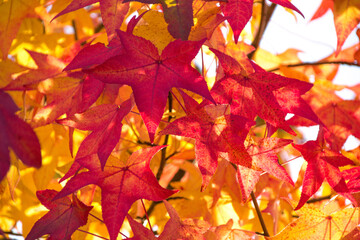 picture of some red leafs in autumn
