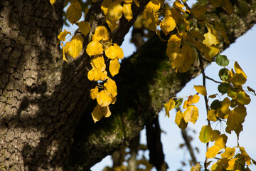 Picture of a yellow leaf in autumn