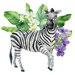 Zebra animal, tropical leaves watercolor isolated. Safari animal zebra. jungle floral