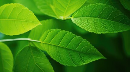 Poster - Lush Green Leaves in Close-up Nature Shot