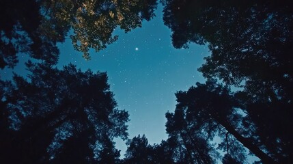 Night sky filled with twinkling stars