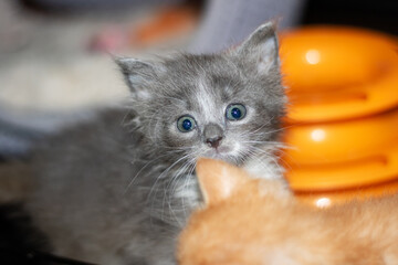 A charming gray and white kitten with striking blue eyes is gazing at the camera