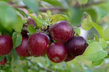 Fresh ripe red apples growing on apple tree branch