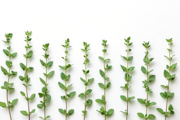 Fresh oregano sprigs arranged in rows on white background