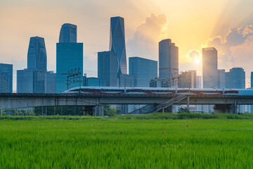 Fototapete - The sunset high-speed train travels on a bridge over a wheat field, with the city skyline in the background