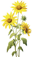 Wall Mural - Vibrant sunflowers botanical illustration