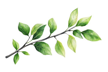 Wall Mural - Realistic illustration of a green leafy branch with detailed leaves on a transparent background. perfect for nature and botanical designs.