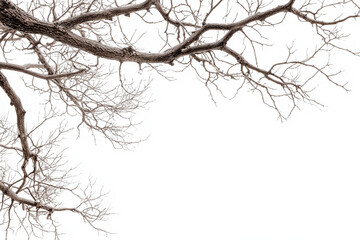 dry tree branches on a white background