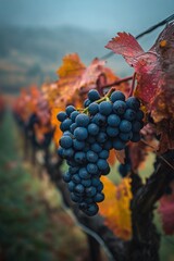 Bunch of grapes hanging from vine in autumn vineyard