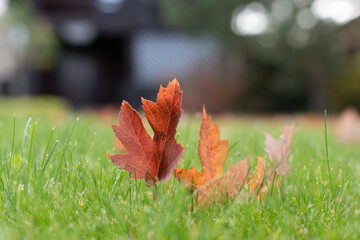 A close-up of vibrant orange autumn leaves resting on green grass with a soft, blurred background