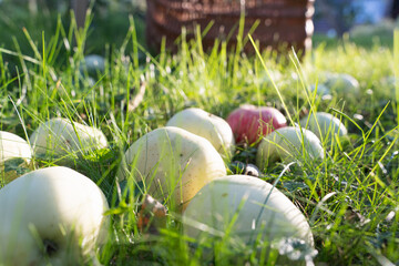 close up freshly fallen apples on lush green grass