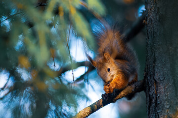 red squirrel in summer on a tree in its natural habitat