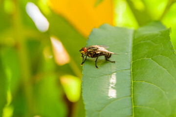 House fly sitting on the green leaf