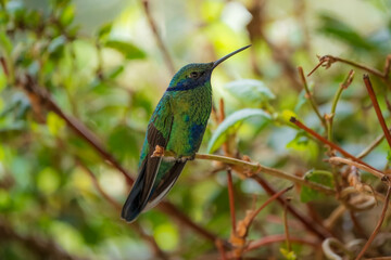 Poster - The lesser violetear (Colibri cyanotus), also known as the mountain violet-ear, is a medium-sized, metallic green hummingbird 