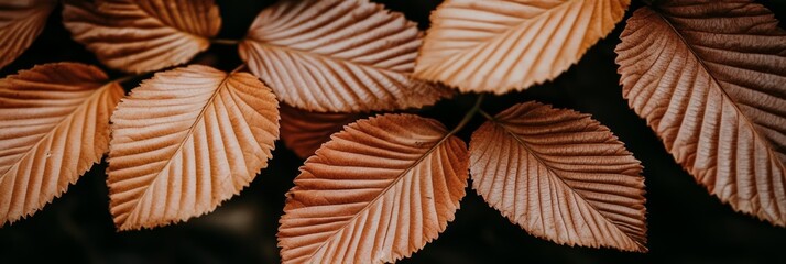 Wall Mural - Amber-colored leaves display intricate textures against a dark backdrop, showcasing the beauty of autumn foliage in nature