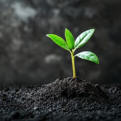 Wall Mural - Small green plant growing from dark soil.